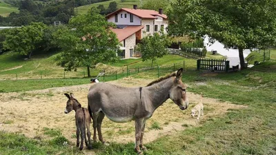 Oribar Casa Rural, casa rural en Aia